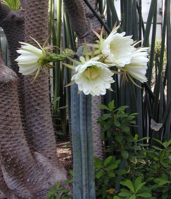 Trichocereus pachanoi 1.jpg