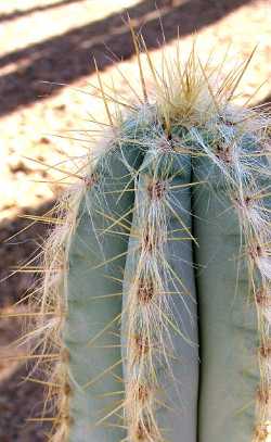Pilosocereus azureus2.jpg