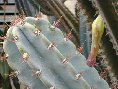 Cereus peruvianus.jpg