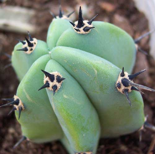 Cereus2.jpg