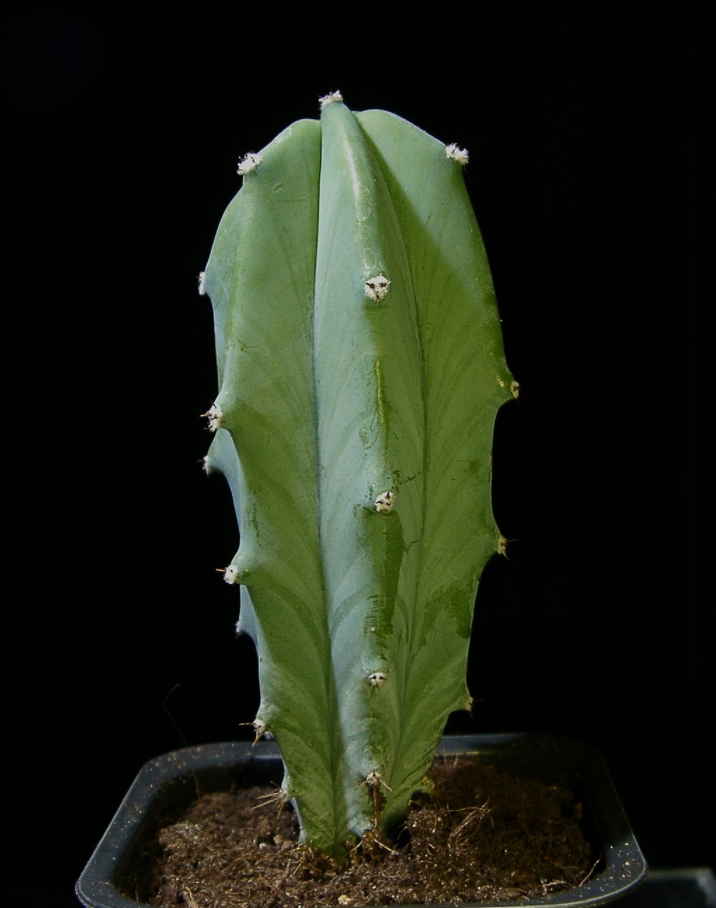 Myrtillocactus geometrizans.jpg