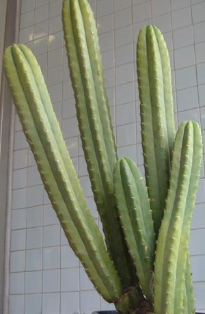San pedro cactus specimen.jpg