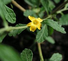 Turnera diffusa.jpg