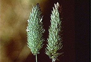 Phalaris brachystachys2.jpg