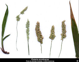 Phalaris arundinacea8.jpg