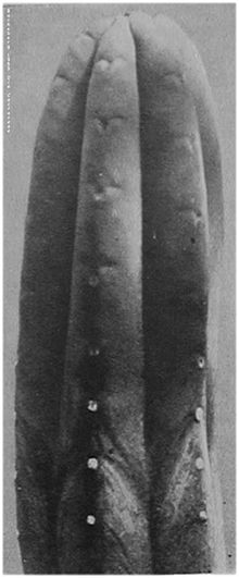 Backeberg 1959 pachanoi Abb1074.jpg