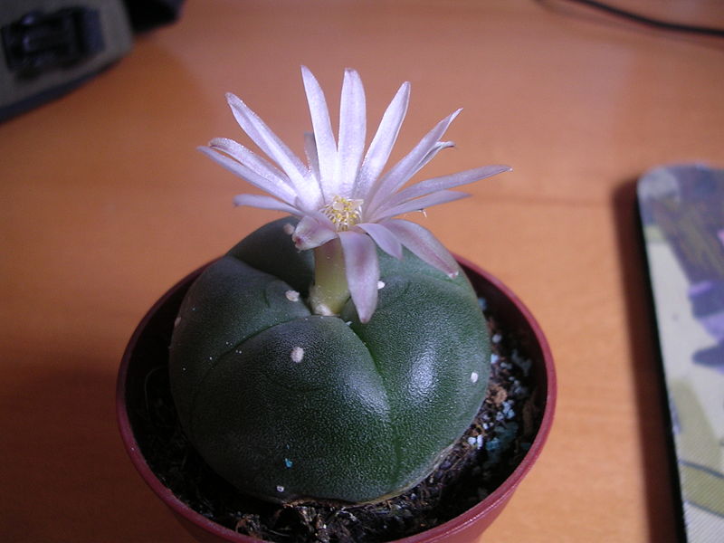 קובץ:Flowering peyote cactus.jpg
