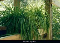 Phalaris aquatic2.jpg