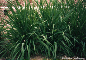Phalaris arundinacea3.jpg