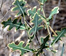 Lactuca serriola.jpg