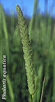 Phalaris aquatic1.jpg