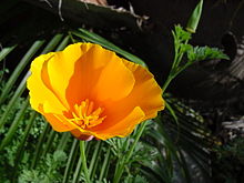 California poppy.jpg