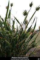 Phalaris brachystachys1.jpg